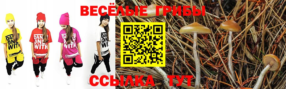 Галлюциногенные грибы Psilocybe Сосновый Бор